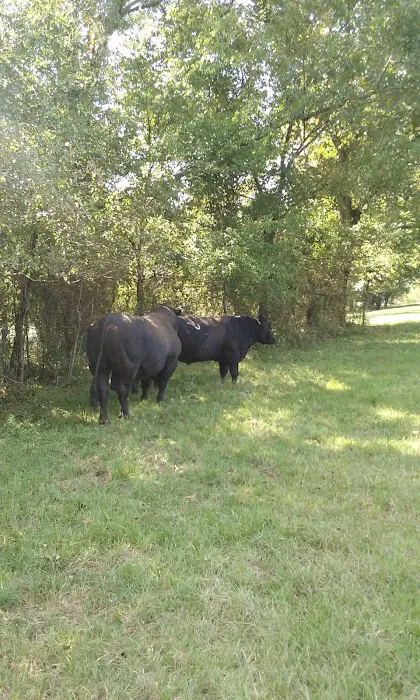 Morgan's Landing & RV Park Picture 3