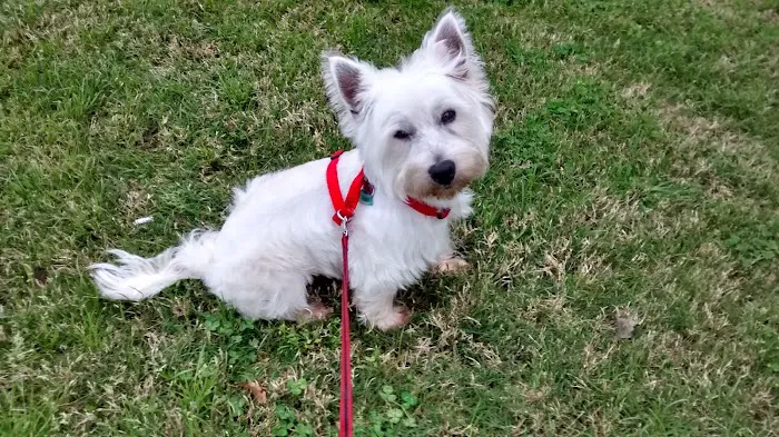 South Shreveport Mobile Villa Picture 4