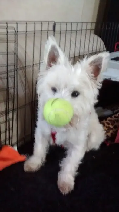 South Shreveport Mobile Villa Picture 5