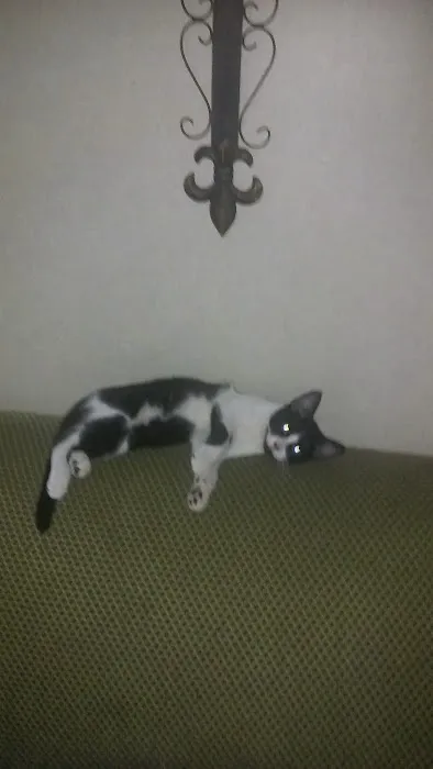 South Shreveport Mobile Villa Picture 9