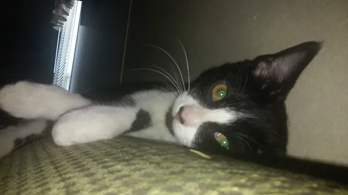 South Shreveport Mobile Villa Picture 7