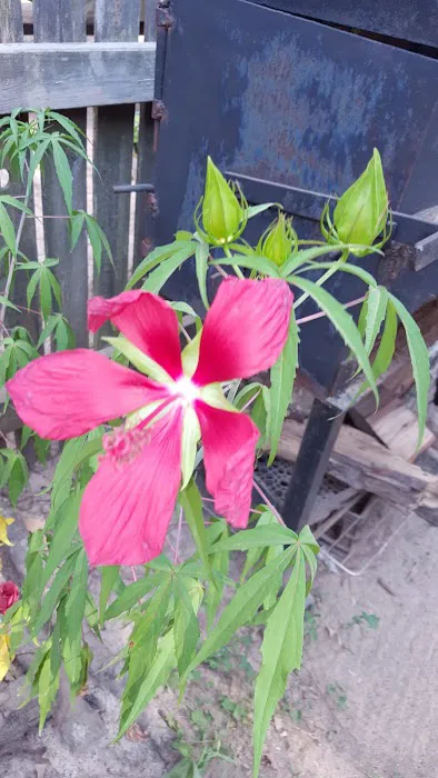 Willow Oak Community/Bella Vista MHP Picture 1