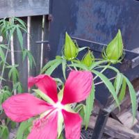 Willow Oak Community/Bella Vista MHP ico