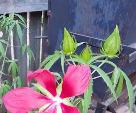 Willow Oak Community/Bella Vista MHP