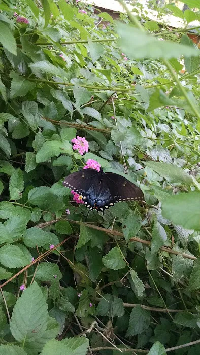 Willow Oak Community/Bella Vista MHP Picture 3