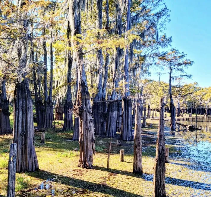 Bistineau Lake RV Resort Cabins & Camping Picture 3