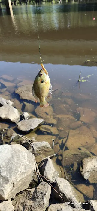 Bistineau Lake RV Resort Cabins & Camping Picture 7