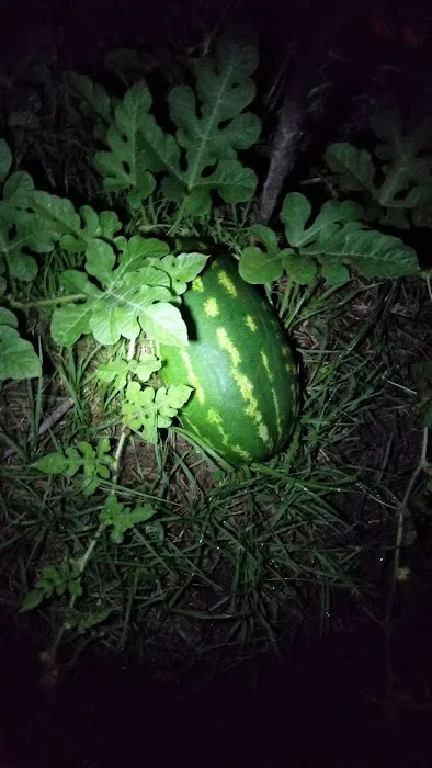 Ferrell RV Park Picture 1