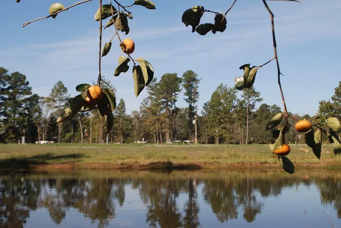Piney Woods Village RV Park Picture 3