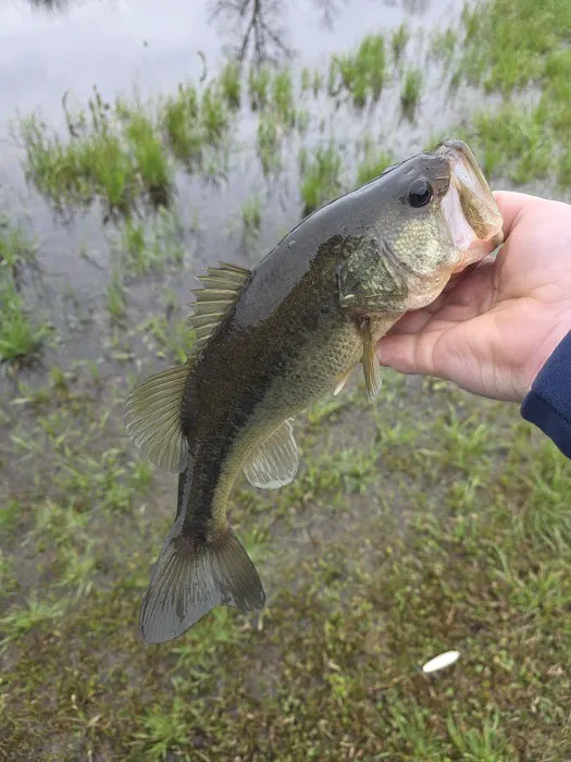 Circle M RV Park Picture 4