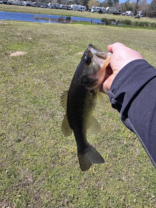 Circle M RV Park Picture 10