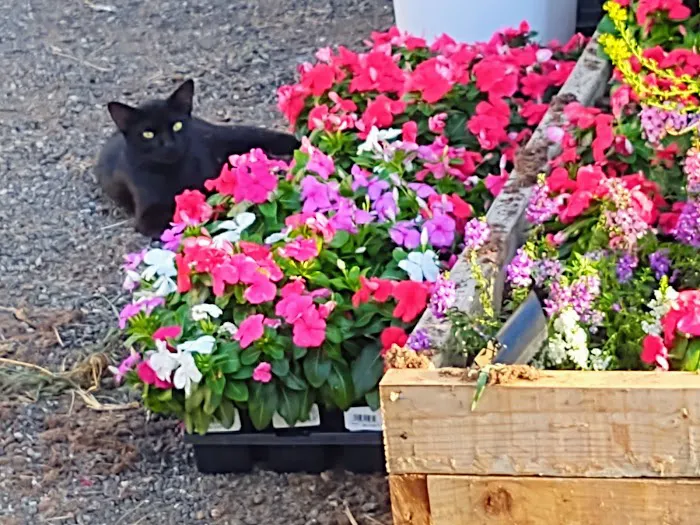 Mobile Home Park Picture 1