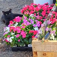 Mobile Home Park ico