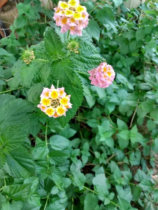 Academy Mobile Home Park Picture 1