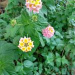 Academy Mobile Home Park