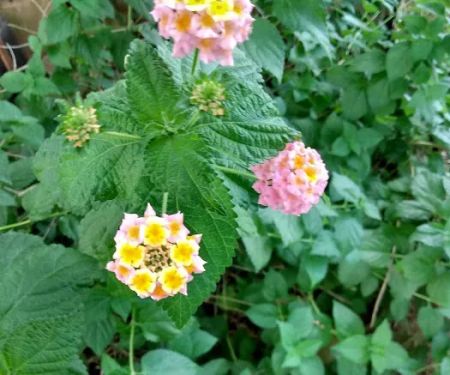 Academy Mobile Home Park