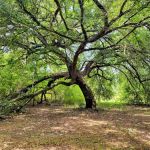 The Homestead RV Park