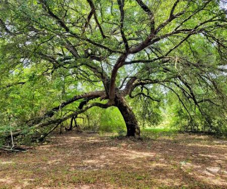 The Homestead RV Park