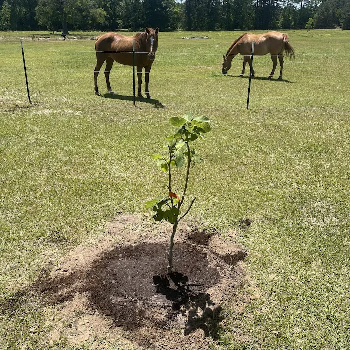 Fm 787 Thicket RV Park Picture 2