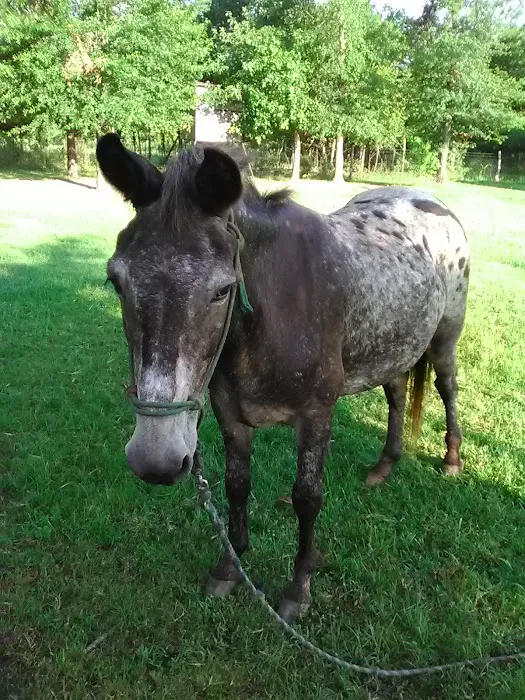 Cowboy Camp RV Park Picture 3