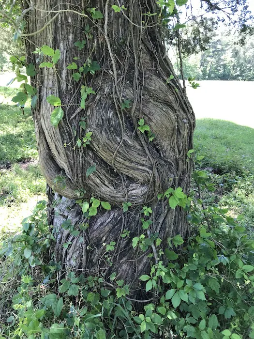 Ancient Oak Resort Picture 4