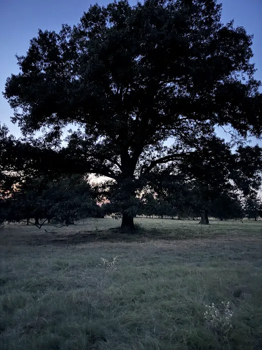 Ancient Oak Resort Picture 7