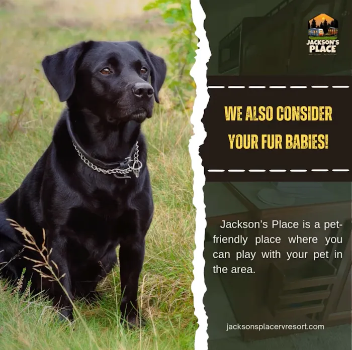 Jackson's Place Tiny Home & RV Resort Picture 7