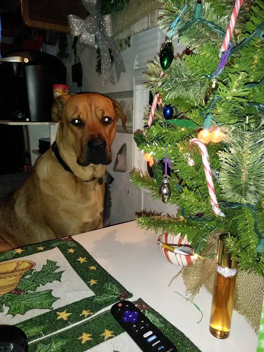 Country Pines RV Park Picture 7