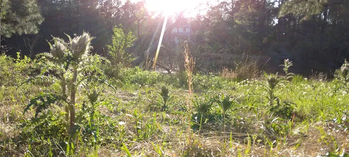 Country Pines RV Park Picture 4