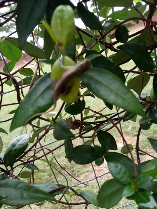 Country Pines RV Park Picture 2