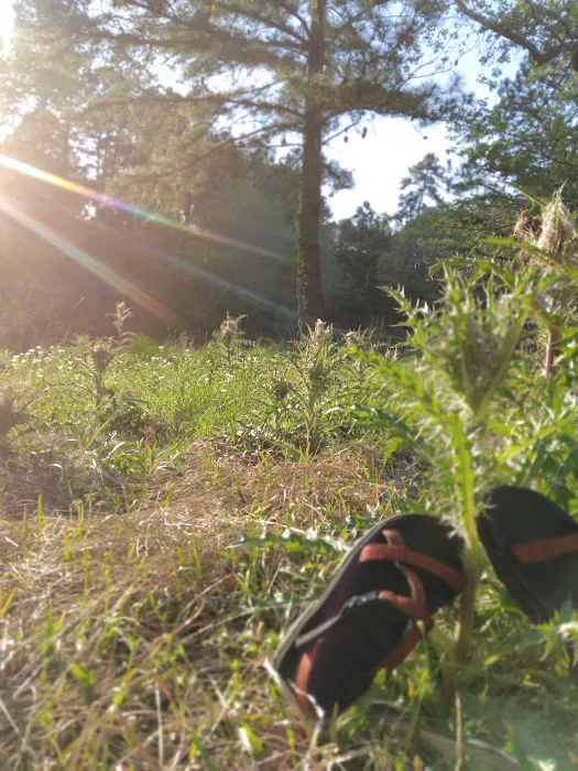 Country Pines RV Park Picture 8