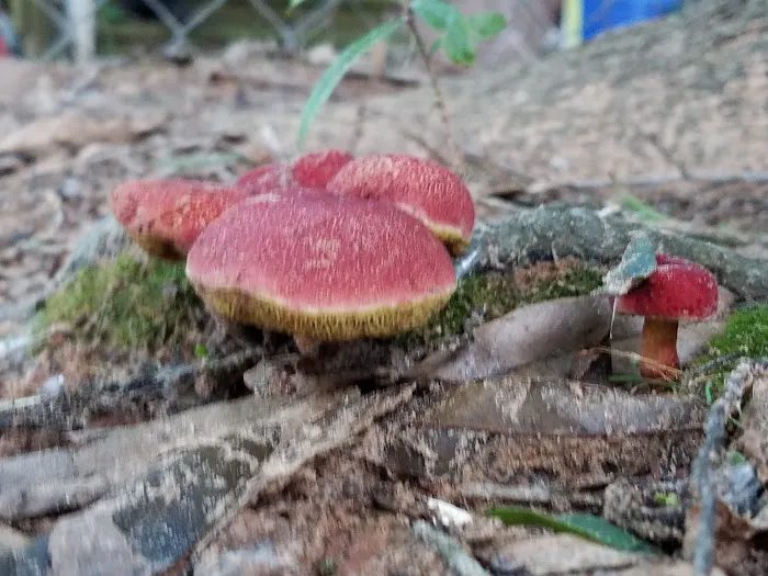 Pine Hill Mobile Home & RV Park Picture 4