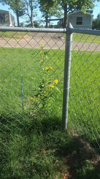 Pine Hill Mobile Home & RV Park Picture 9