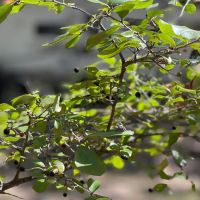 Huckleberry Hideaway Cabins & RV ico