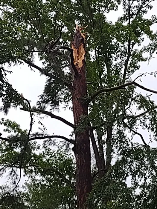 The Grove at Brookhollow Picture 8