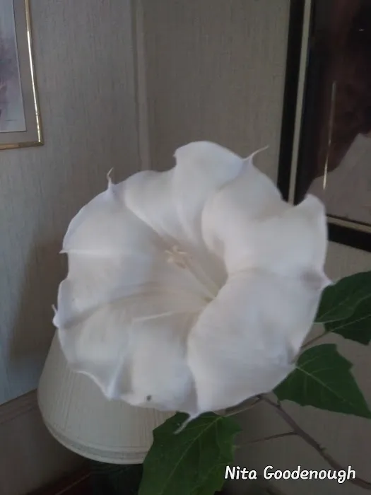 The Grove at Brookhollow Picture 3