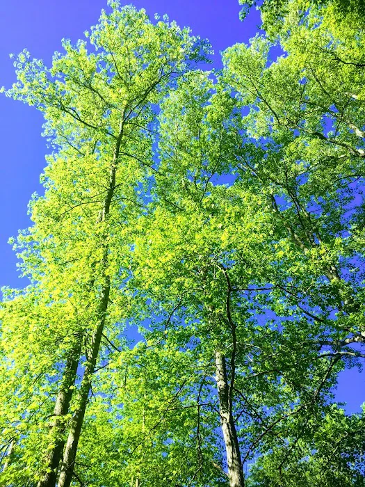 The Grove at Brookhollow Picture 9