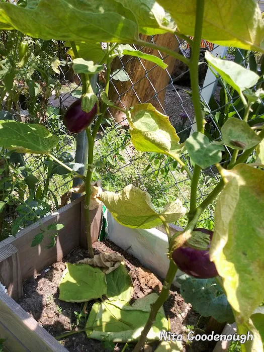 The Grove at Brookhollow Picture 10