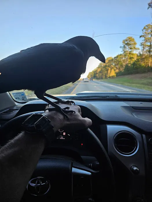 Bonnie & Clyde Trade Days & RV Park Picture 5