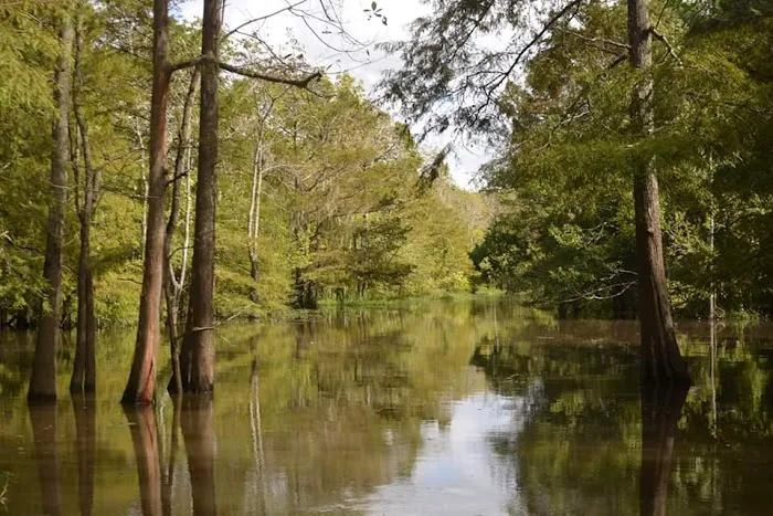 Cypress Lake RV Park Picture 6