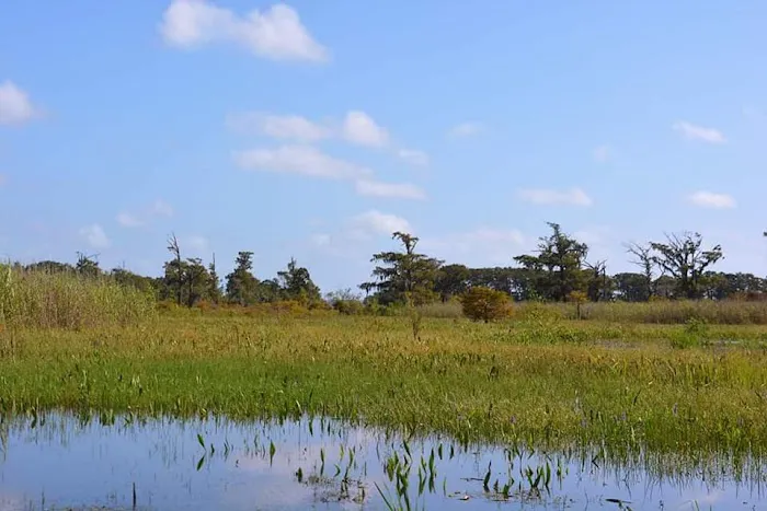 Cypress Lake RV Park Picture 4