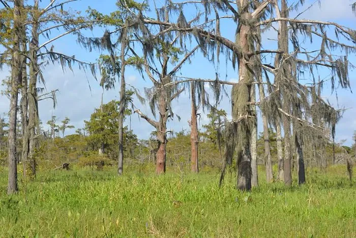 Cypress Lake RV Park Picture 2