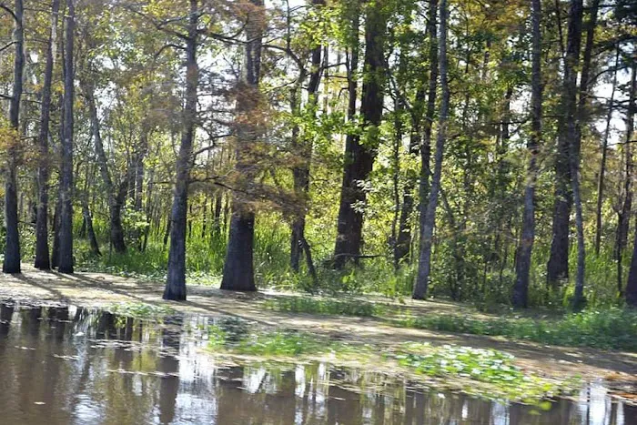 Cypress Lake RV Park Picture 3