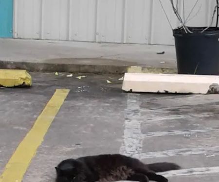 Mobile Manor R.V. Park and Parts