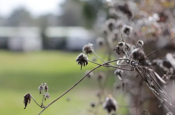 4C's RV Park Picture 7