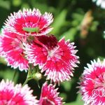 Lake Livingston RV Resort