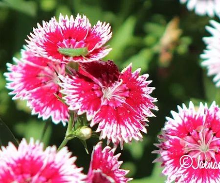 Lake Livingston RV Resort