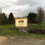 The Pines at Lake Livingston