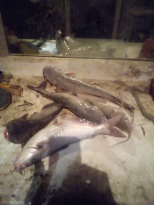 Lake Livingston Fish n Camp RV park Picture 10