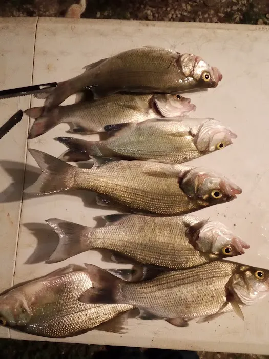 Lake Livingston Fish n Camp RV park Picture 5